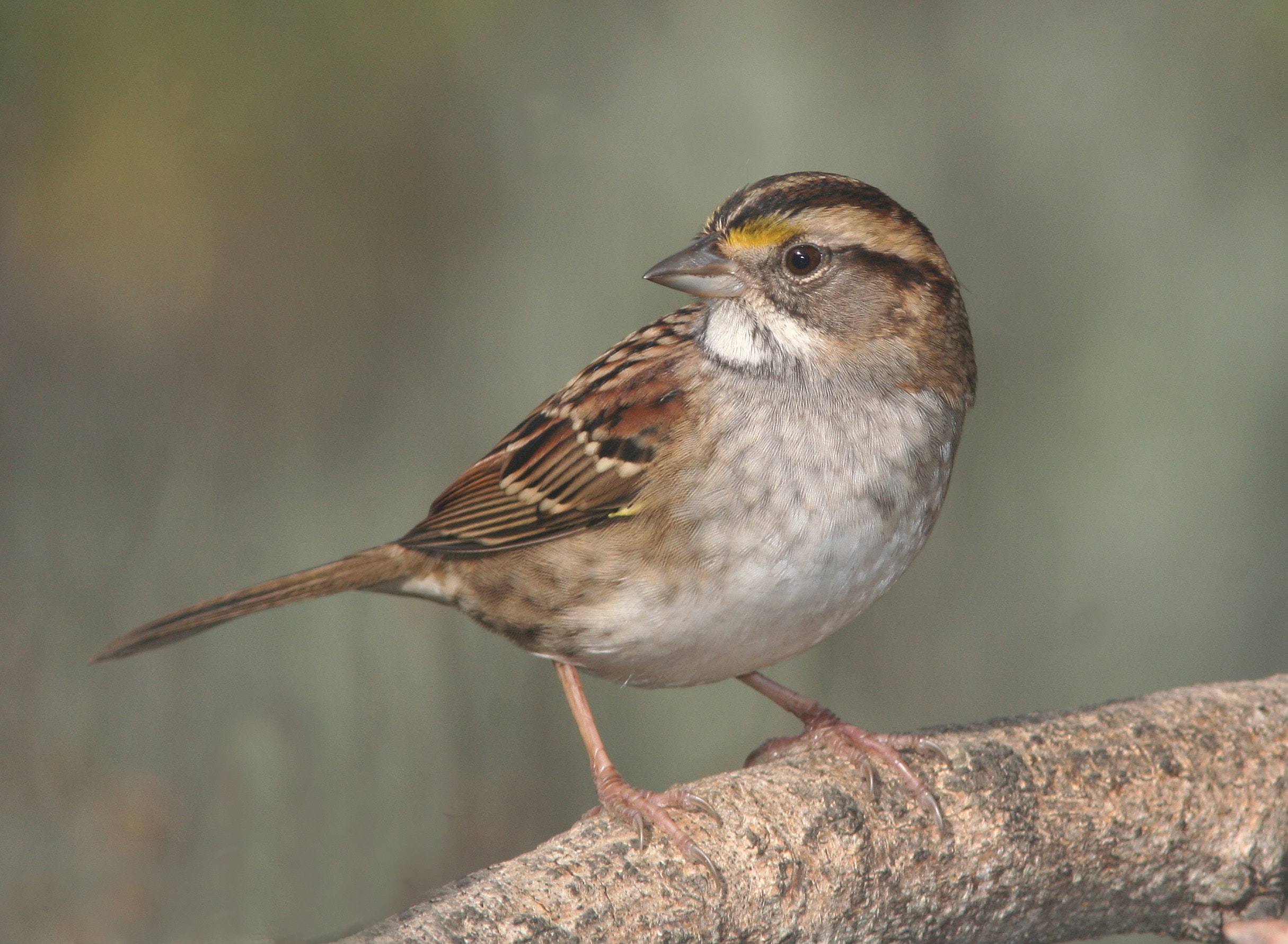 Tessol singing (sparrow)